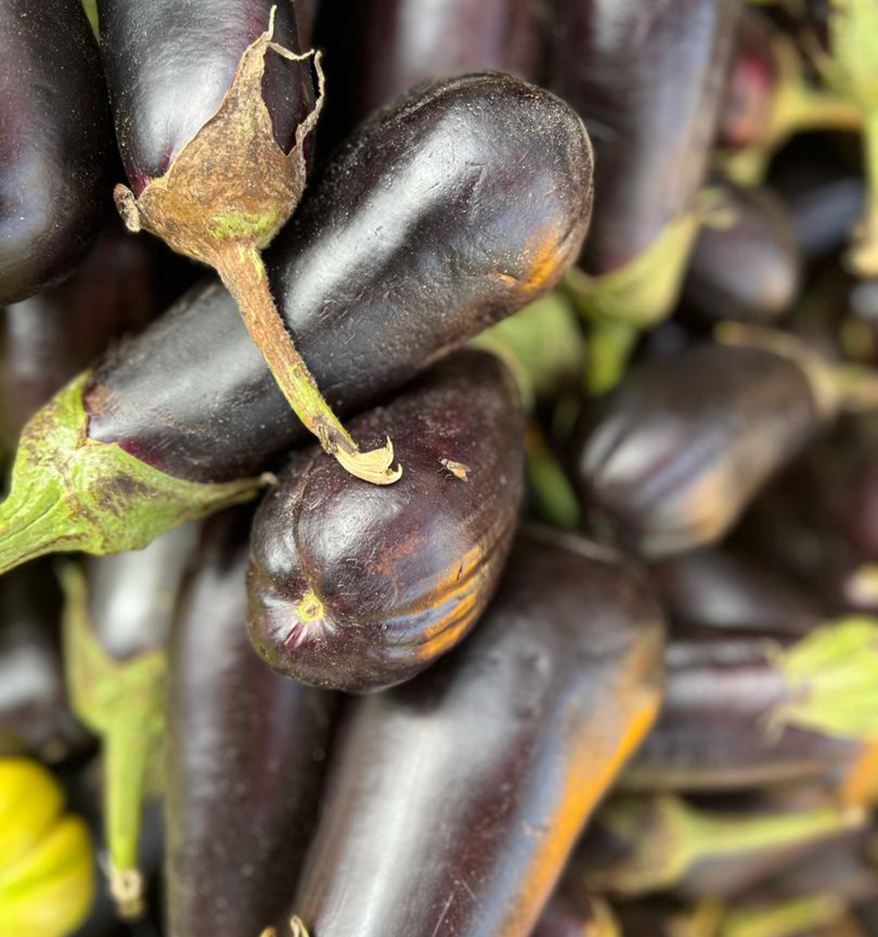 Aubergine