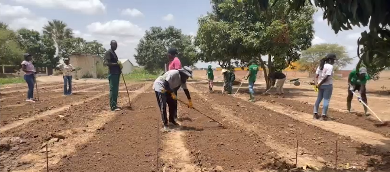 Aubergine Black Brute